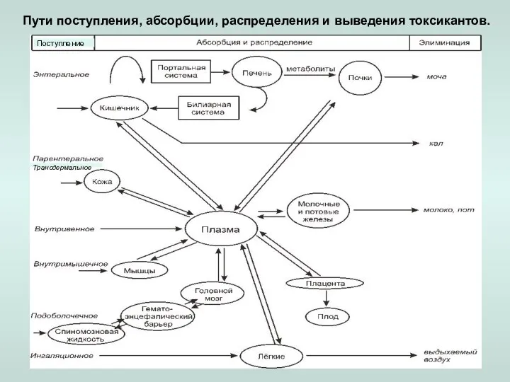 Пути поступления, абсорбции, распределения и выведения токсикантов. Поступление Трансдермальное