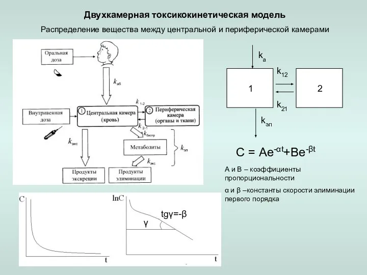 Двухкамерная токсикокинетическая модель Распределение вещества между центральной и периферической камерами С