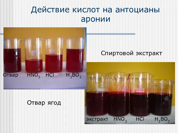 Действие кислот на антоцианы аронии Отвар ягод Спиртовой экстракт Отвар HNO3