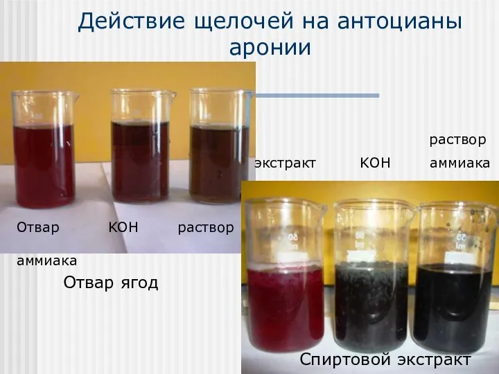 Действие щелочей на антоцианы аронии Отвар ягод Спиртовой экстракт Отвар KOH