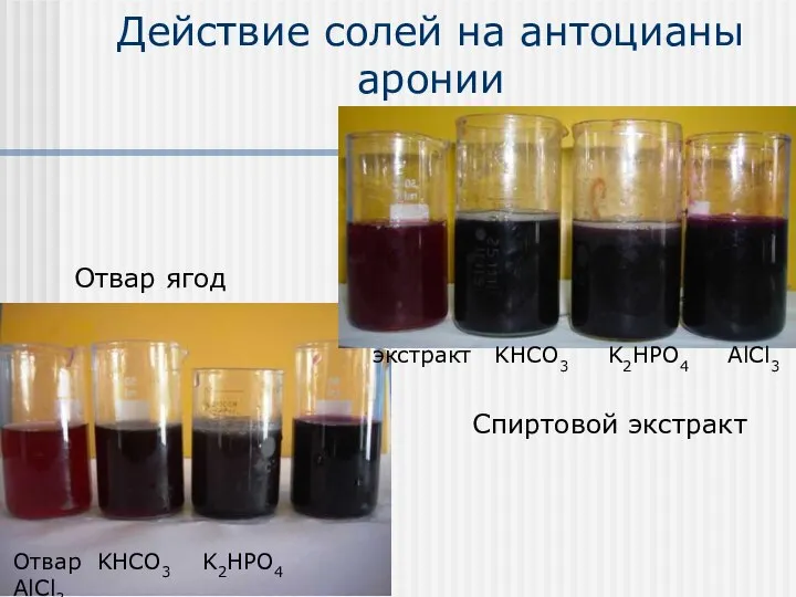 Действие солей на антоцианы аронии Отвар ягод Спиртовой экстракт Отвар KHCO3