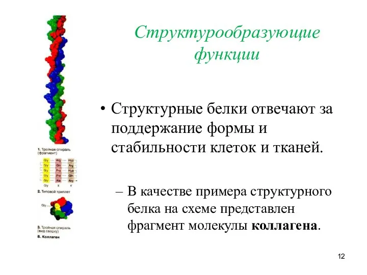 Структурообразующие функции Структурные белки отвечают за поддержание формы и стабильности клеток