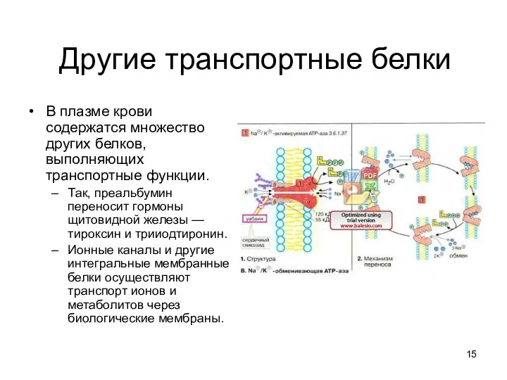 Другие транспортные белки В плазме крови содержатся множество других белков, выполняющих