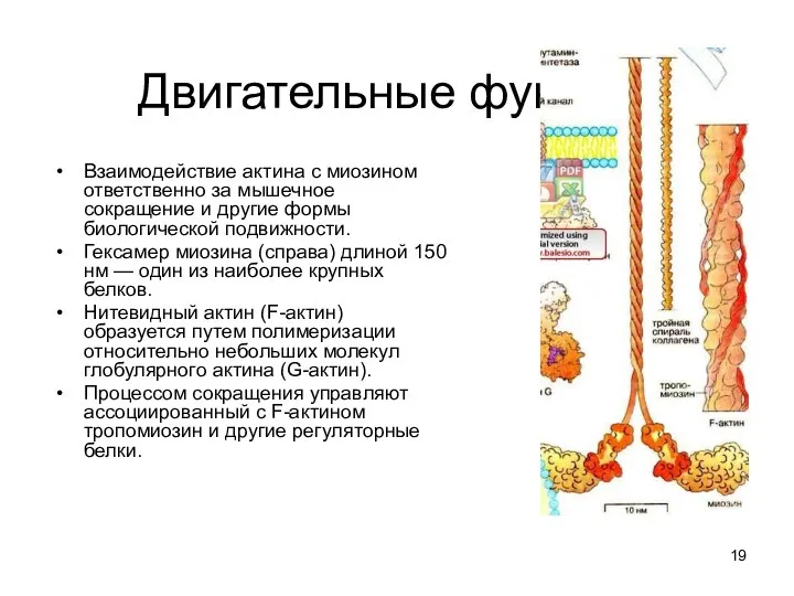 Двигательные функции Взаимодействие актина с миозином ответственно за мышечное сокращение и