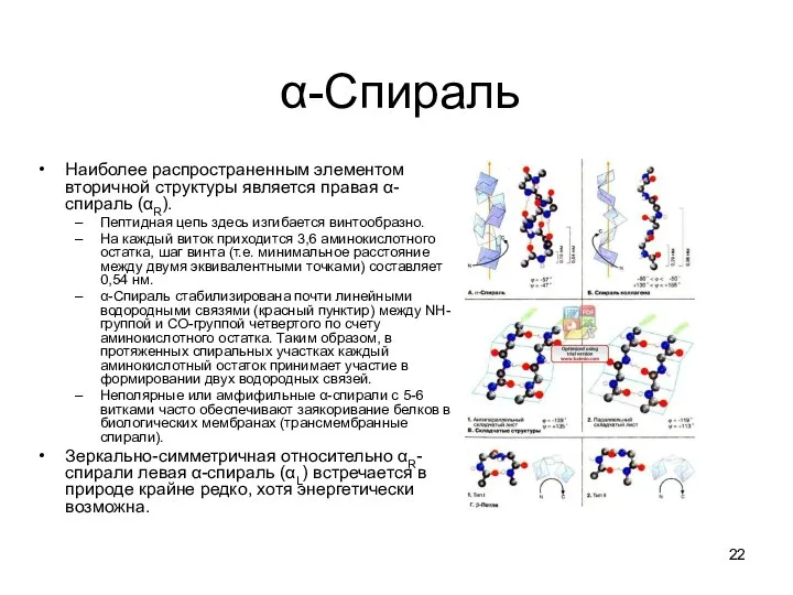 α-Спираль Наиболее распространенным элементом вторичной структуры является правая α-спираль (αR). Пептидная