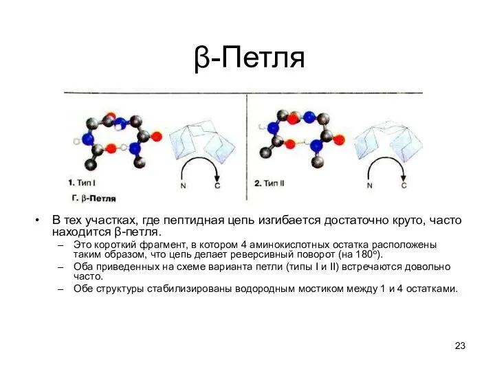 β-Петля В тех участках, где пептидная цепь изгибается достаточно круто, часто