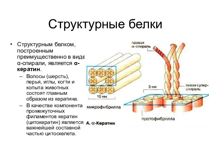 Структурные белки Структурным белком, построенным преимущественно в виде α-спирали, является α-кератин.