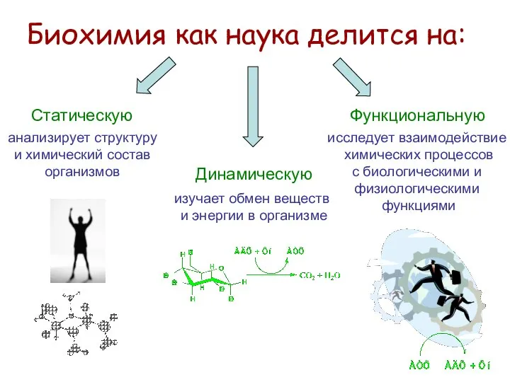 Биохимия как наука делится на: Статическую анализирует структуру и химический состав