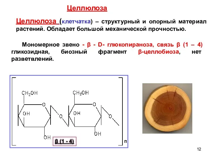Целлюлоза (клетчатка) – структурный и опорный материал растений. Обладает большой механической