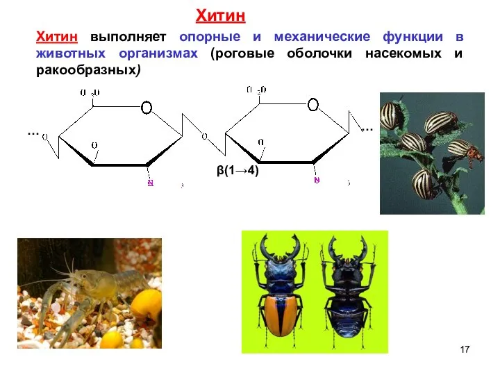 Хитин выполняет опорные и механические функции в животных организмах (роговые оболочки