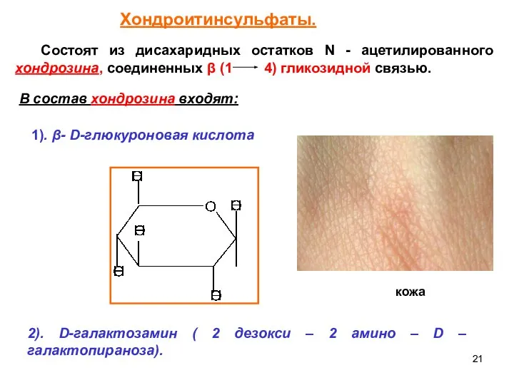 Состоят из дисахаридных остатков N - ацетилированного хондрозина, соединенных β (1