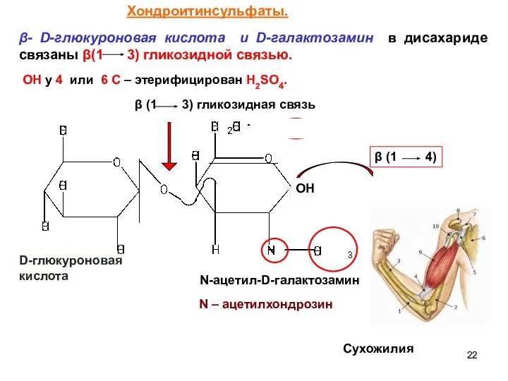 β- D-глюкуроновая кислота и D-галактозамин в дисахариде связаны β(1 3) гликозидной