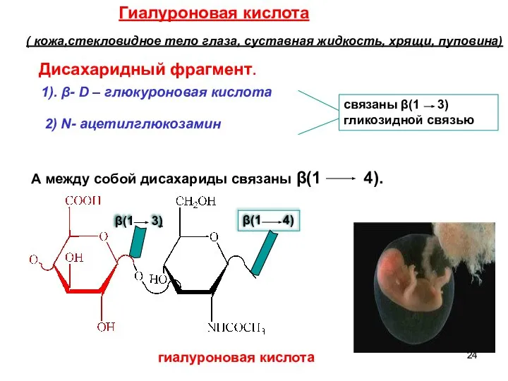 Гиалуроновая кислота ( кожа,стекловидное тело глаза, суставная жидкость, хрящи, пуповина) Дисахаридный