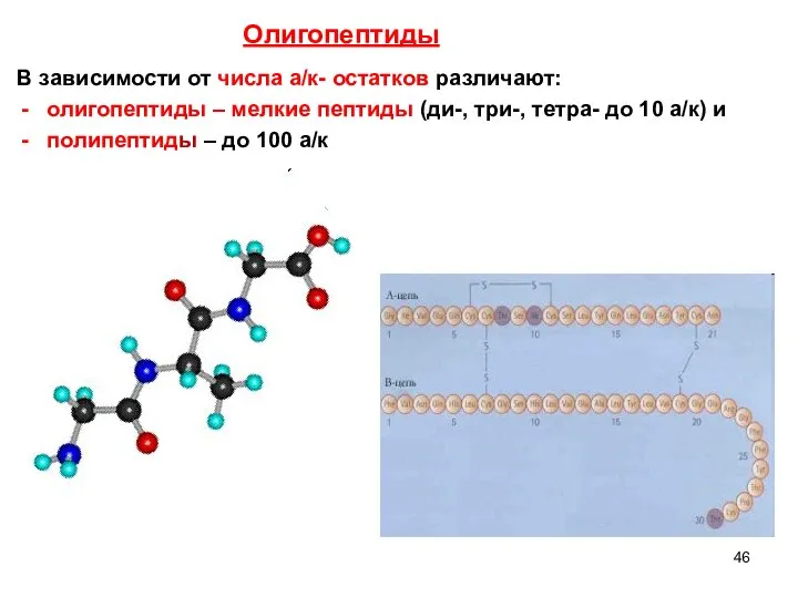 В зависимости от числа а/к- остатков различают: олигопептиды – мелкие пептиды