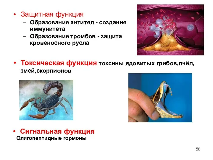 Защитная функция Образование антител - создание иммунитета Образование тромбов - защита