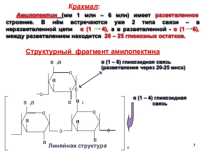 Амилопектин (мм 1 млн – 6 млн) имеет разветвленное строение. В