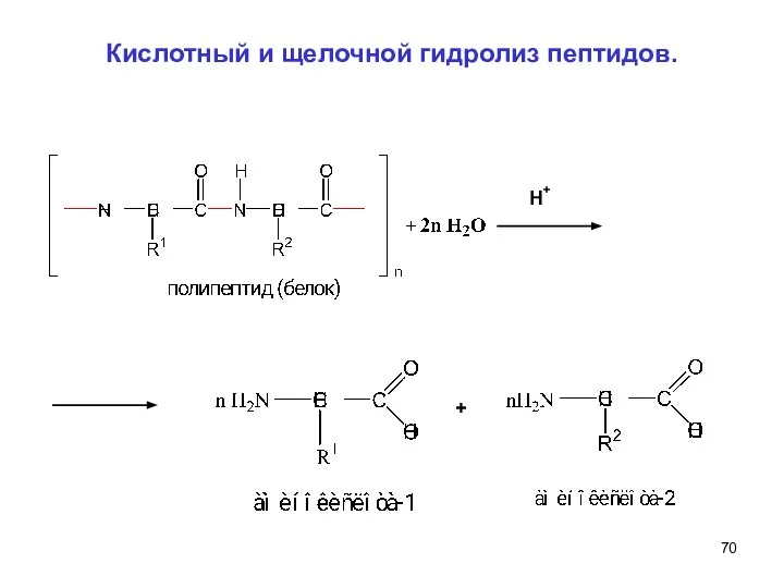 Кислотный и щелочной гидролиз пептидов. H + +