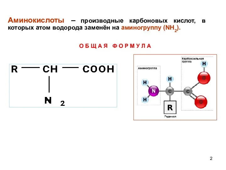 Аминокислоты – производные карбоновых кислот, в которых атом водорода заменён на