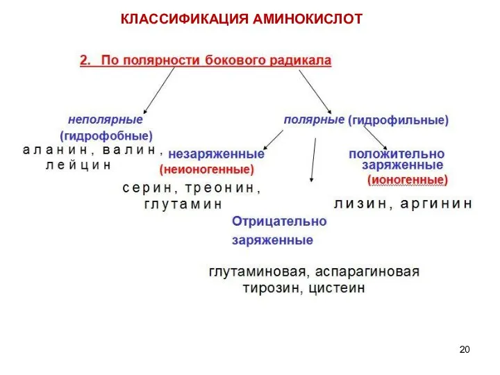 КЛАССИФИКАЦИЯ АМИНОКИСЛОТ