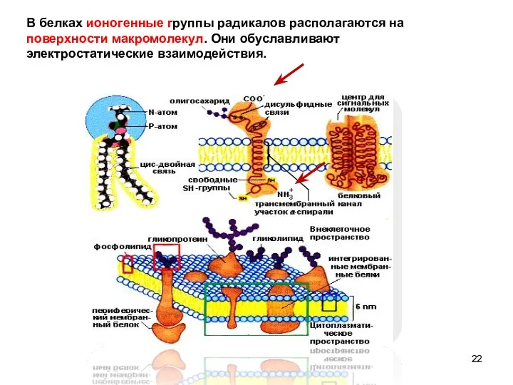 В белках ионогенные группы радикалов располагаются на поверхности макромолекул. Они обуславливают электростатические взаимодействия.