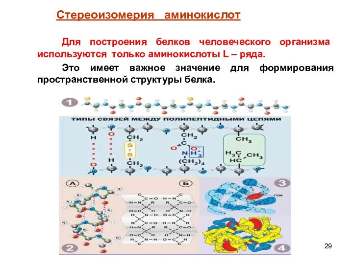 Для построения белков человеческого организма используются только аминокислоты L – ряда.