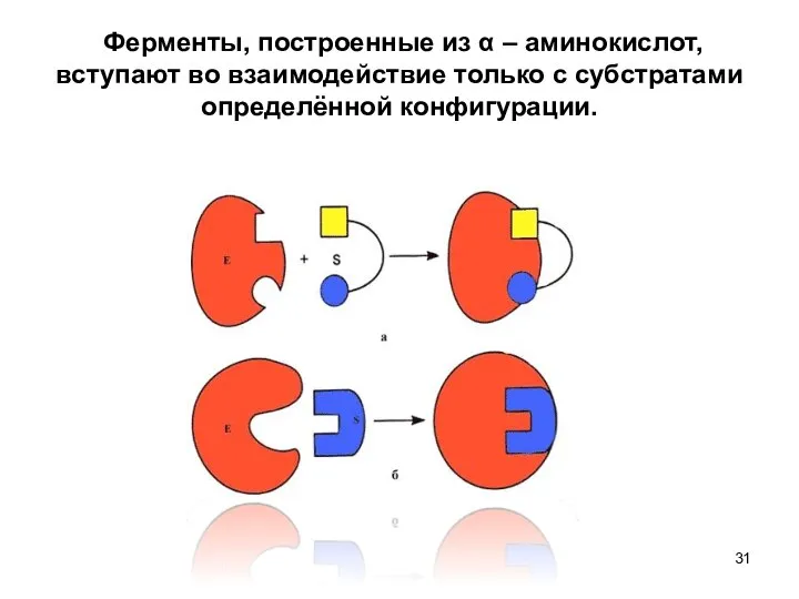 Ферменты, построенные из α – аминокислот, вступают во взаимодействие только с субстратами определённой конфигурации.