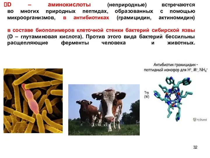 D – аминокислоты (неприродные) встречаются во многих природных пептидах, образованных с