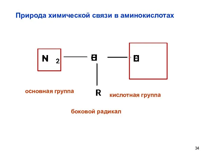 Природа химической связи в аминокислотах боковой радикал основная группа кислотная группа