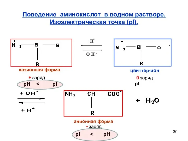 Поведение аминокислот в водном растворе. Изоэлектрическая точка (pI). катионная форма цвиттер-ион