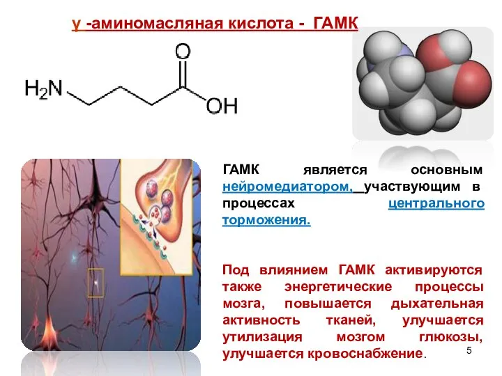 ГАМК является основным нейромедиатором, участвующим в процессах центрального торможения. Под влиянием