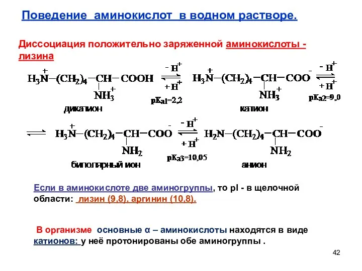 Поведение аминокислот в водном растворе. Диссоциация положительно заряженной аминокислоты - лизина