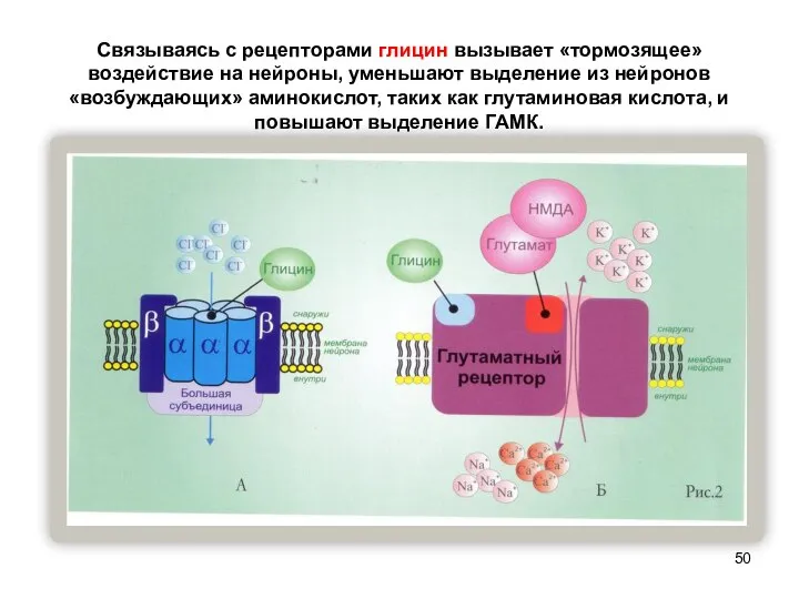 Связываясь с рецепторами глицин вызывает «тормозящее» воздействие на нейроны, уменьшают выделение