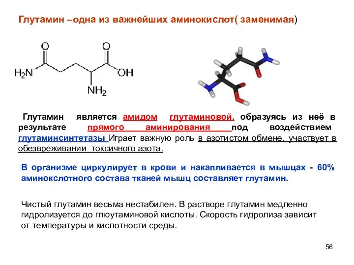 Глутамин –одна из важнейших аминокислот( заменимая) Чистый глутамин весьма нестабилен. В