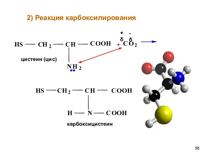 + 2) Реакция карбоксилирования
