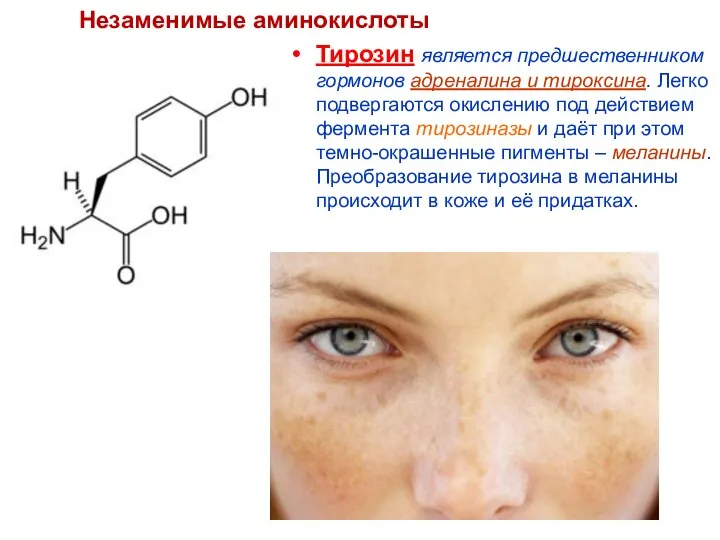 Тирозин является предшественником гормонов адреналина и тироксина. Легко подвергаются окислению под