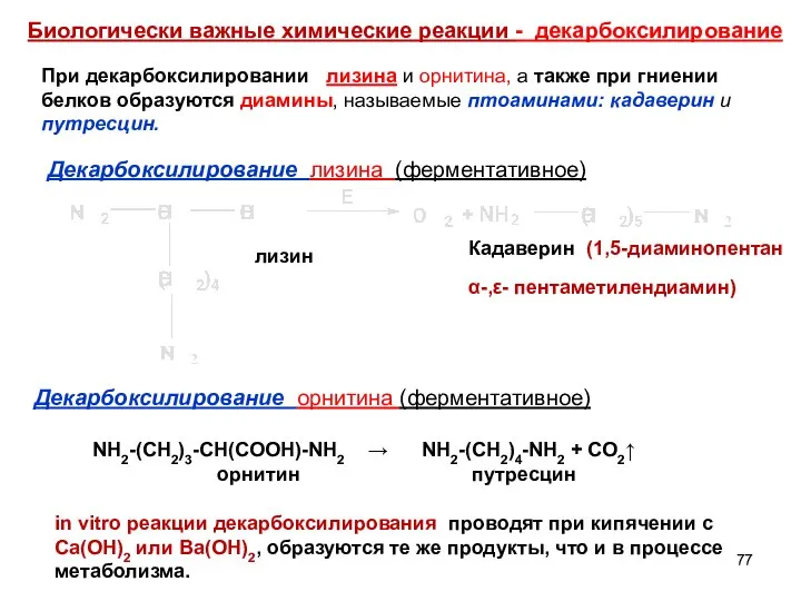 Биологически важные химические реакции - декарбоксилирование При декарбоксилировании лизина и орнитина,