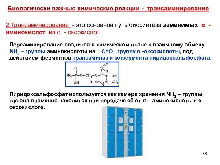 Биологически важные химические реакции - трансаминирование 2.Трансаминирование - это основной путь