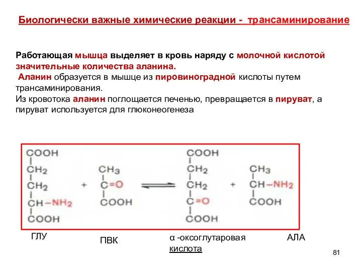 Биологически важные химические реакции - трансаминирование ГЛУ ПВК α -оксоглутаровая кислота