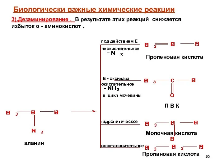 неокислительное под действием Е окислительное Е - оксидаза в цикл мочевины