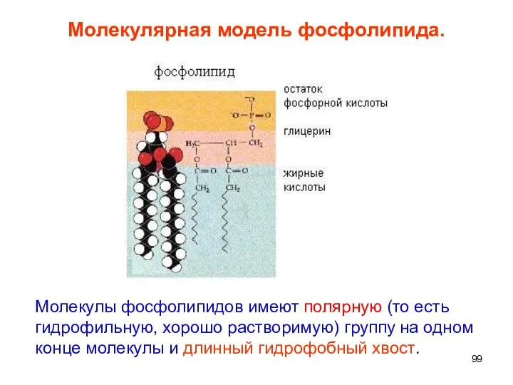 Молекулярная модель фосфолипида. Молекулы фосфолипидов имеют полярную (то есть гидрофильную, хорошо