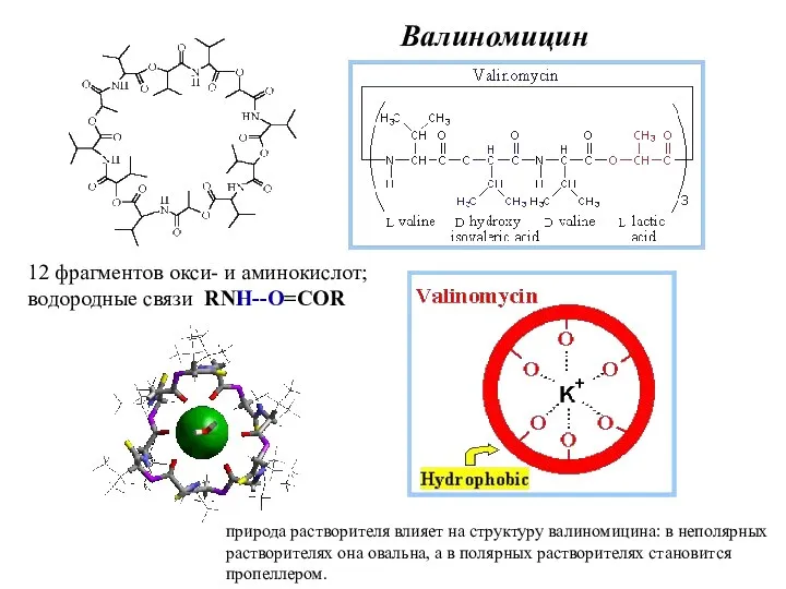 Валиномицин 12 фрагментов окси- и аминокислот; водородные связи RNH--O=COR природа растворителя