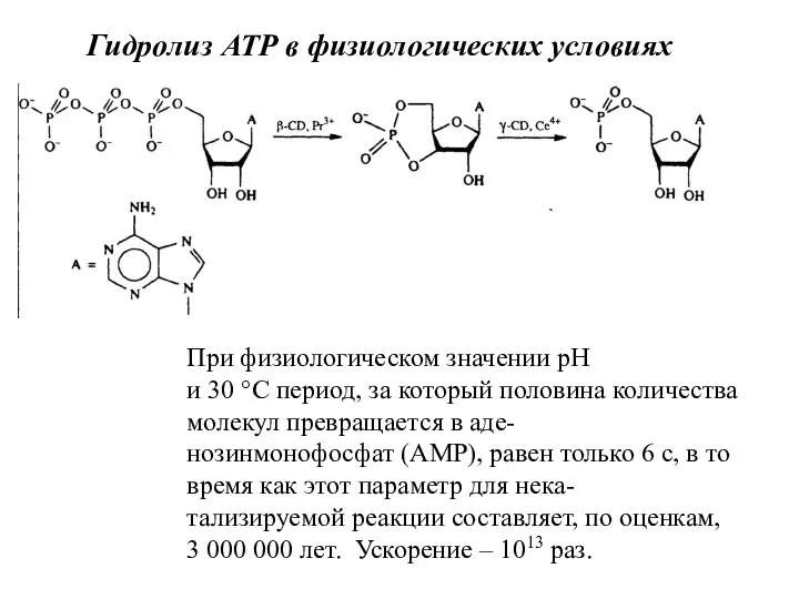 Гидролиз АТР в физиологических условиях При физиологическом значении рН и 30