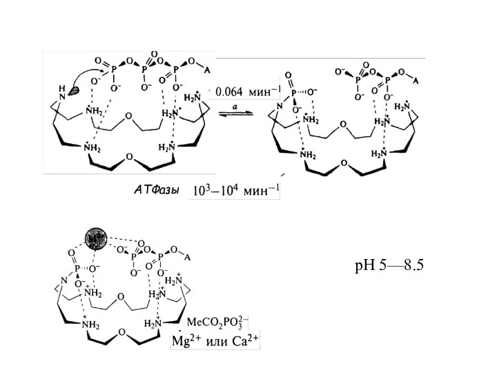 рН 5—8.5 АТФазы