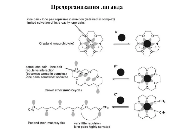 Предорганизация лиганда