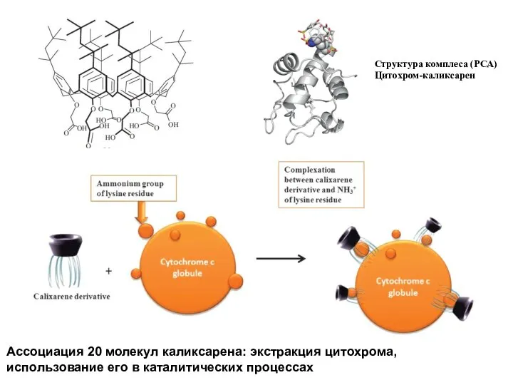Ассоциация 20 молекул каликсарена: экстракция цитохрома, использование его в каталитических процессах Структура комплеса (РСА) Цитохром-каликсарен
