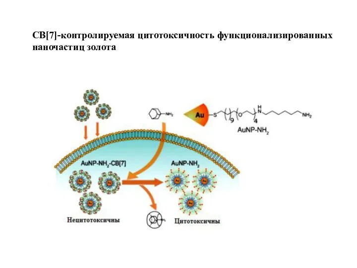 CB[7]-контролируемая цитотоксичность функционализированных наночастиц золота