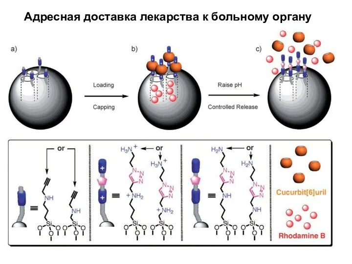 Адресная доставка лекарства к больному органу