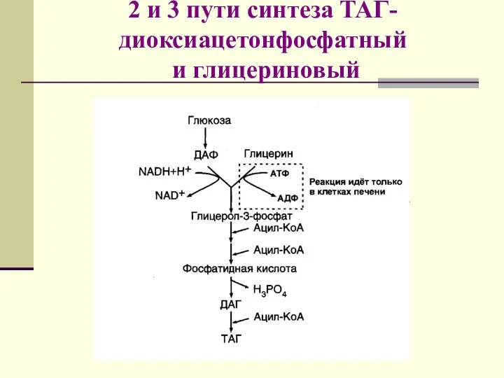 2 и 3 пути синтеза ТАГ- диоксиацетонфосфатный и глицериновый
