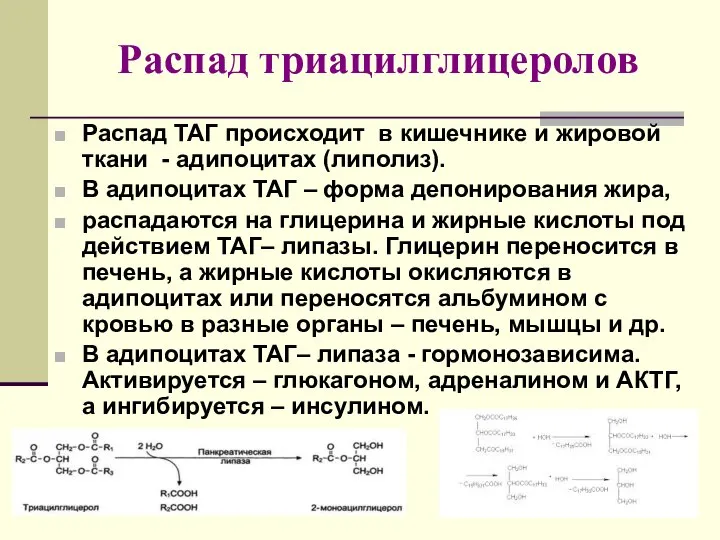 Распад триацилглицеролов Распад ТАГ происходит в кишечнике и жировой ткани -