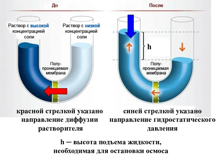 красной стрелкой указано направление диффузии растворителя h синей стрелкой указано направление